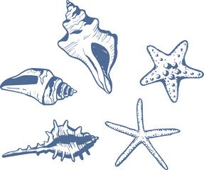 Wall Mural - Hand drawn starfish and sea shells set. Underwater world doodles. Marine drawings. Ink elements. Vector illustration isolated on white background.