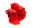 © Shahriar - Red Siamese Fighting Fish in Mid-Strike, Side View, Against Black Background