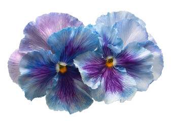 Two pansies, vibrant in shades of blue and purple, with delicate petals, close-up