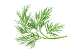 A vibrant green sprig of fresh dill with delicate leaves, unblemished, isolated on a pristine transparent background, high key studio macro overhead shot, concept of fresh culinary ingredient