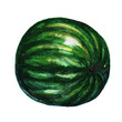 © Анна Рубашина - A beautifully rendered watermelon fills the frame, displaying its vibrant green stripes and smooth skin. The artwork captures the fruit's freshness and appeals to nature lovers and food enthusiasts.
