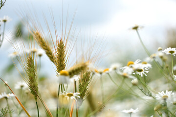 Wall Mural - spikelets of golden wheat in the field. Ripe big golden ears of wheat and delicate field daisies. nature. The idea of a rich summer harvest, agriculture, agro-industrial complex for food.