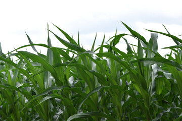 Wall Mural - green corn leaves. Corn farm. photo of corn field. concept of good harvest, agricultural. Field of corn in spring or early summer. industrial background. close-up