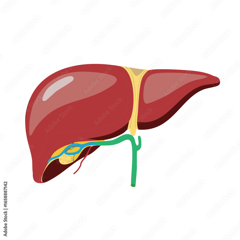 Human Liver Anatomy Illustration Showing Lobes Blood Vessels and Bile ...