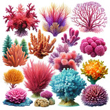 Collection of Colorful Coral and Sea Anemone Illustrations marine life underwater isolated on a transparent background