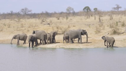Wall Mural - a wide shot of a herd of african elephants drinking at a waterhole in kruger national park south africa