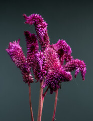 Wall Mural - Velvety pink Celosia flowers in a cluster, studio shot