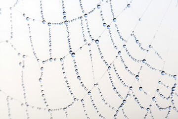 Intricate dew drops on spider web fine art photography nature detail