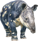 Artistic rendering of a tapir with colorful abstract patterns on its body Watercolor PNG