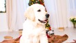 © gelas - Adorable golden retriever puppy by Christmas tree