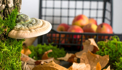 Shelf fungus growing on tree trunk with apples and fallen leaves