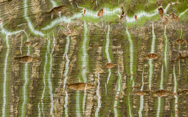 Macrophotograph of Manchu Snakebark Maple Bark Patterns