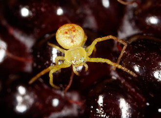 Wall Mural - A yellow spider is standing on a dark red surface