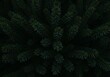 © Shamim Akhtar - Dark evergreen forest canopy viewed from above