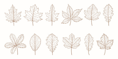 autumn leaves set. botanical vintage leaves sketch set. line art elegant leaves set for wedding invi