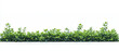 © Suhainee - Green hedge minimalist design fresh foliage natural border outdoor plant landscaping isolated on white clean background vibrant leaves garden element create calm and peaceful atmosphere