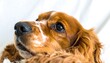 © rondaf - Close-up view of a ginger and white Cocker Spaniel, its attentive gaze directed upwards, showcasing soft fur and a gentle expression.