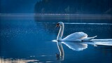 Elegant white swans gracefully swimming on a blue lake reflecting their beautiful feathers