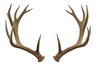 Majestic large deer antlers symmetrical display isolated on transparent background