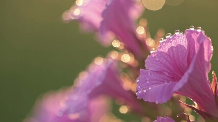 Wall Mural - close-up video of dewy pink flowers at sunrise, captured from a low angle. soft focus and warm light
