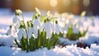 © selvy - Delicate snowdrops emerge from winter's embrace, showcasing the first signs of spring in a sunlit snow-covered landscape.