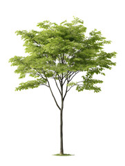 green, airy tree stands against black, offers organic element for digital design, compositing, natur