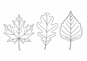 Outline vector illustration of different tree leaves including maple, oak, birch, and nature foliage elements for botanical design.