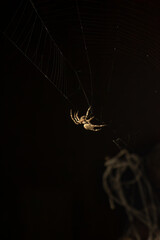 A gray cross spider hangs on its web at night 