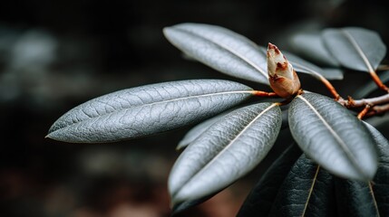 Magnolia Leaf with Bud Close-up in Natural Garden Setting