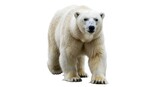 Polar bear walking with detailed fur and natural body structure, isolated on white background.