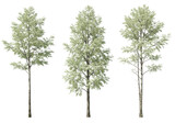 Three birch trees isolated on transparent background