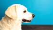 © Aldi - Cream-colored Labrador profile against a vibrant blue background
