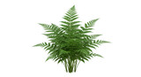 Lush green fern plant thriving isolated on white background showcasing vibrant foliage and texture