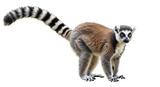 A playful lemur crouching isolated on white background showcasing its vibrant fur and expressive eyes