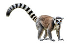A curious lemur crouching in a natural habitat with vibrant foliage in the background isolated on white background
