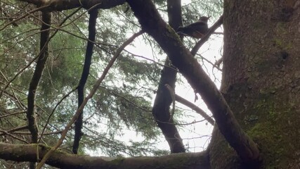 Wall Mural - A wild bird flying from one branch to another in the forest. Turdus poliocephalus, Tropical Bird in the wild.
