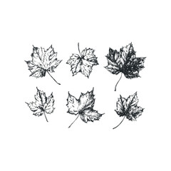 Wall Mural - Six hand drawn maple leaves on white background