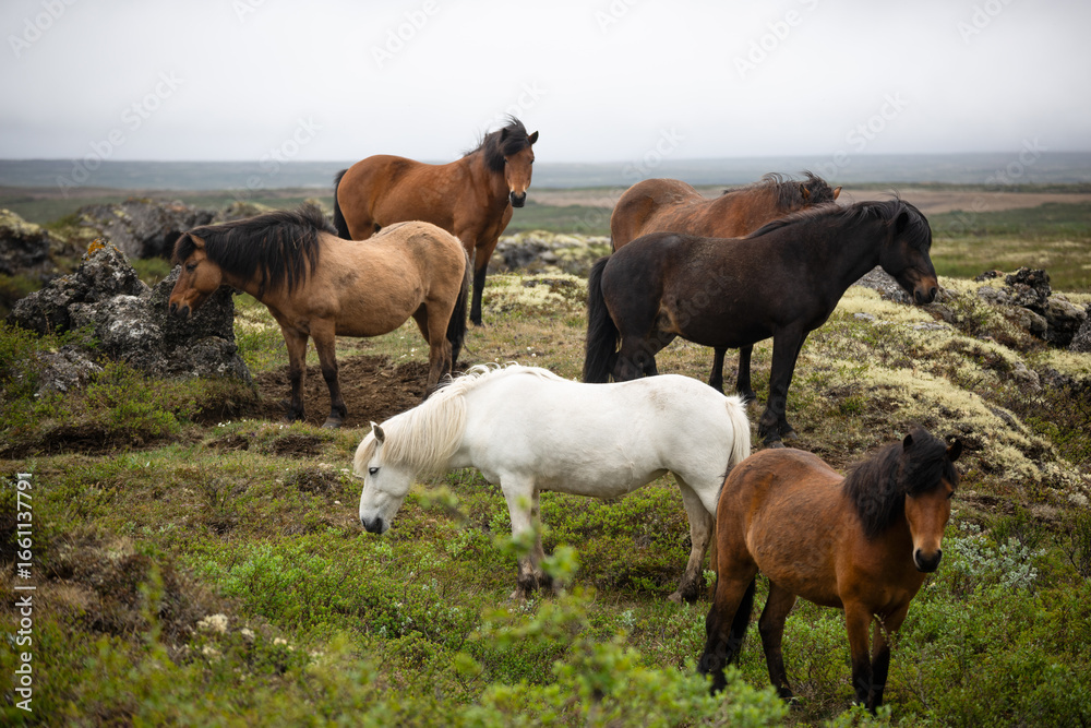 Herd of icelandic horses grazing on a misty meadow in the countryside