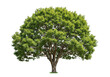 © Vooglo.com - A large, healthy green tree with lush foliage, isolated on transparent background
