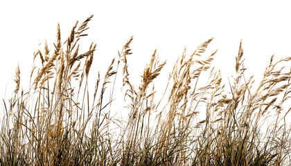 Naklejka na meble Tall, dense blades of grass standing upright