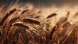 © Chinases - Ripe golden wheat ears standing tall, bathed in warm morning sunlight. Soft focus bokeh background of a natural field.