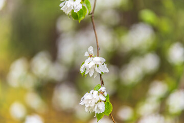 Wall Mural - white blossoming apple trees with rain drops