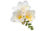 Beautiful white freesia flowers with yellow centers and buds isolated on a transparent background