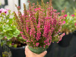 © Lapasmile - Beautiful blooming vinrant purple-pink bell Heather Erica cinerea decorative flowers in flower pot in gardeners hand in balcony garden close up