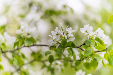 Wall Mural - white blossoming apple trees with rain drops