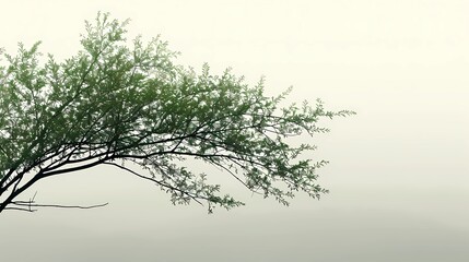 tree in the fog