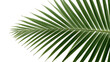 © PixelMind Creations - green palm frond isolated on white background in symmetrical botanical composition