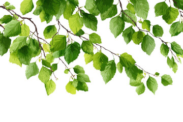 green tree branches with leaves isolated on transparent background. natural green leaf and large tre