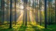 © Artem - A peaceful forest glade filled with speckled sunlight and surrounded by lofty pine trees