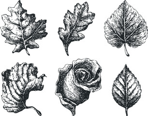 Wall Mural - Engraved Collection of Various Botanical Elements and Flower